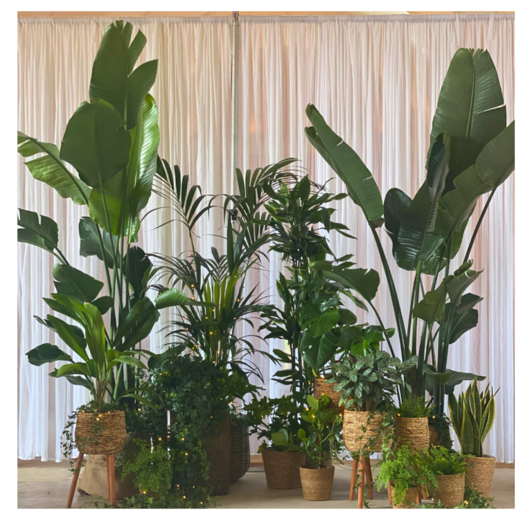 Lush plant wedding backdrop with palms, tropical foliage and white draped curtain.