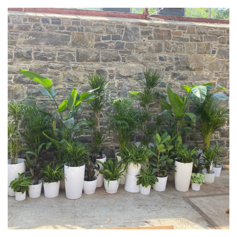 Row of potted greenery and palms arranged along a stone wall for event styling.