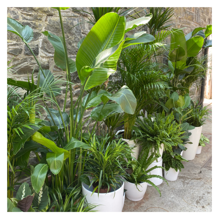 Close-up of lush potted greenery with palms, ferns and tropical plants.