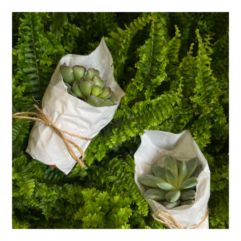 succulent wedding favours with white tissue paper and twine, on a bed of ferns