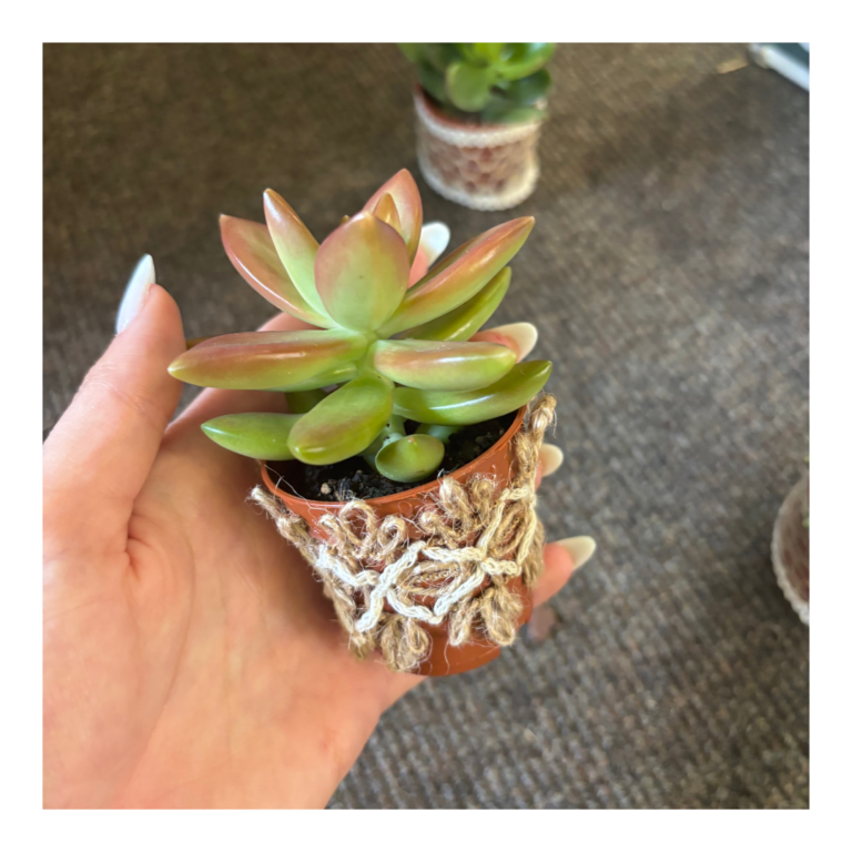 living wedding favour succulent
