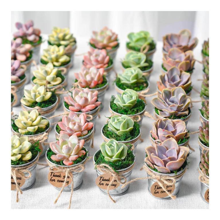 colourful wedding succulents in metal pots with name labels twine and