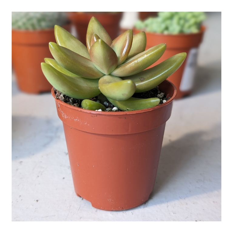 succulent wedding favour in nursery pot