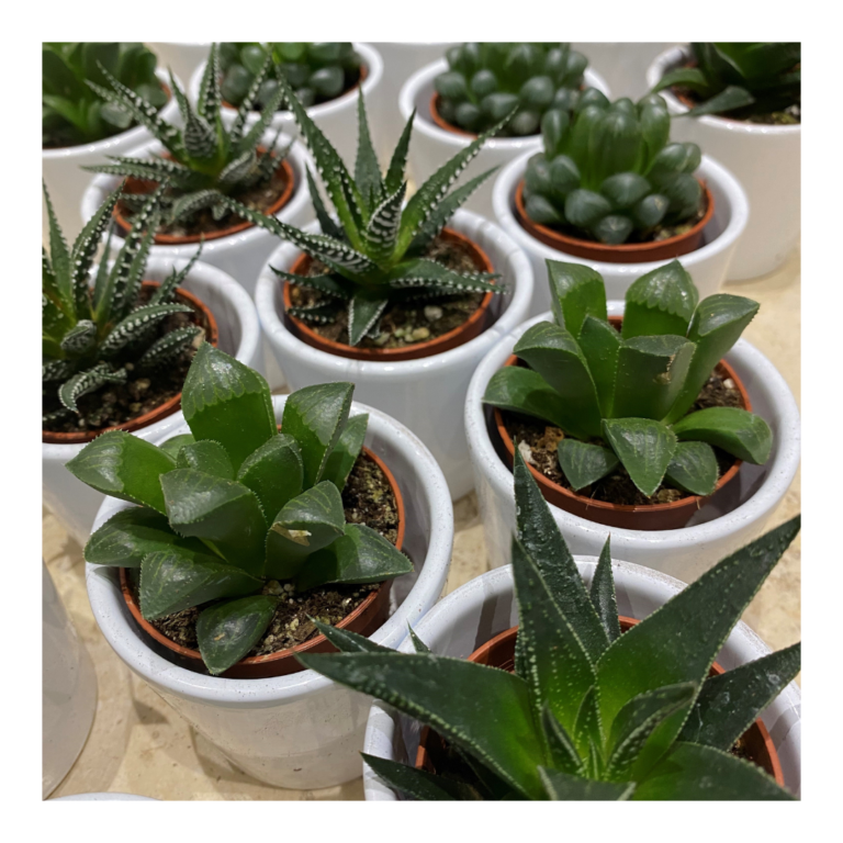 Living succulent wedding favours in white ceramic posts