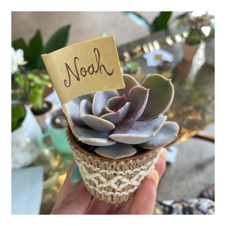 Living plant favour on Succulents in hessian with name tag